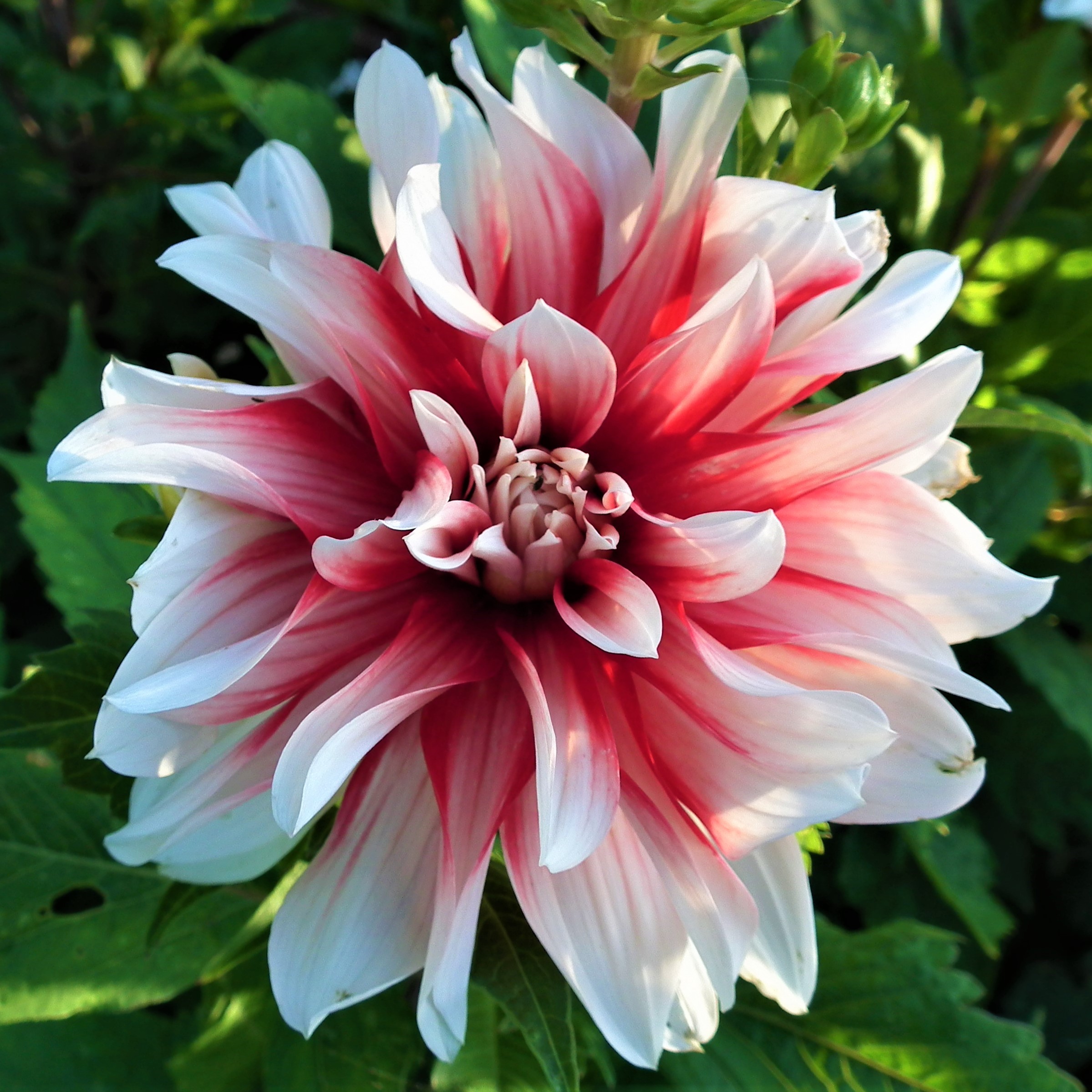 Dahlia Catching Fire